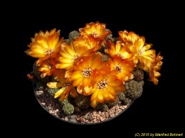 Sulcorebutia tarabucoensis v. callecallensis L389 2052